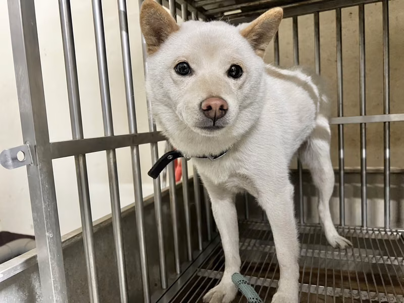 White adult female Shiba Inu, Small, shelter no. …6001