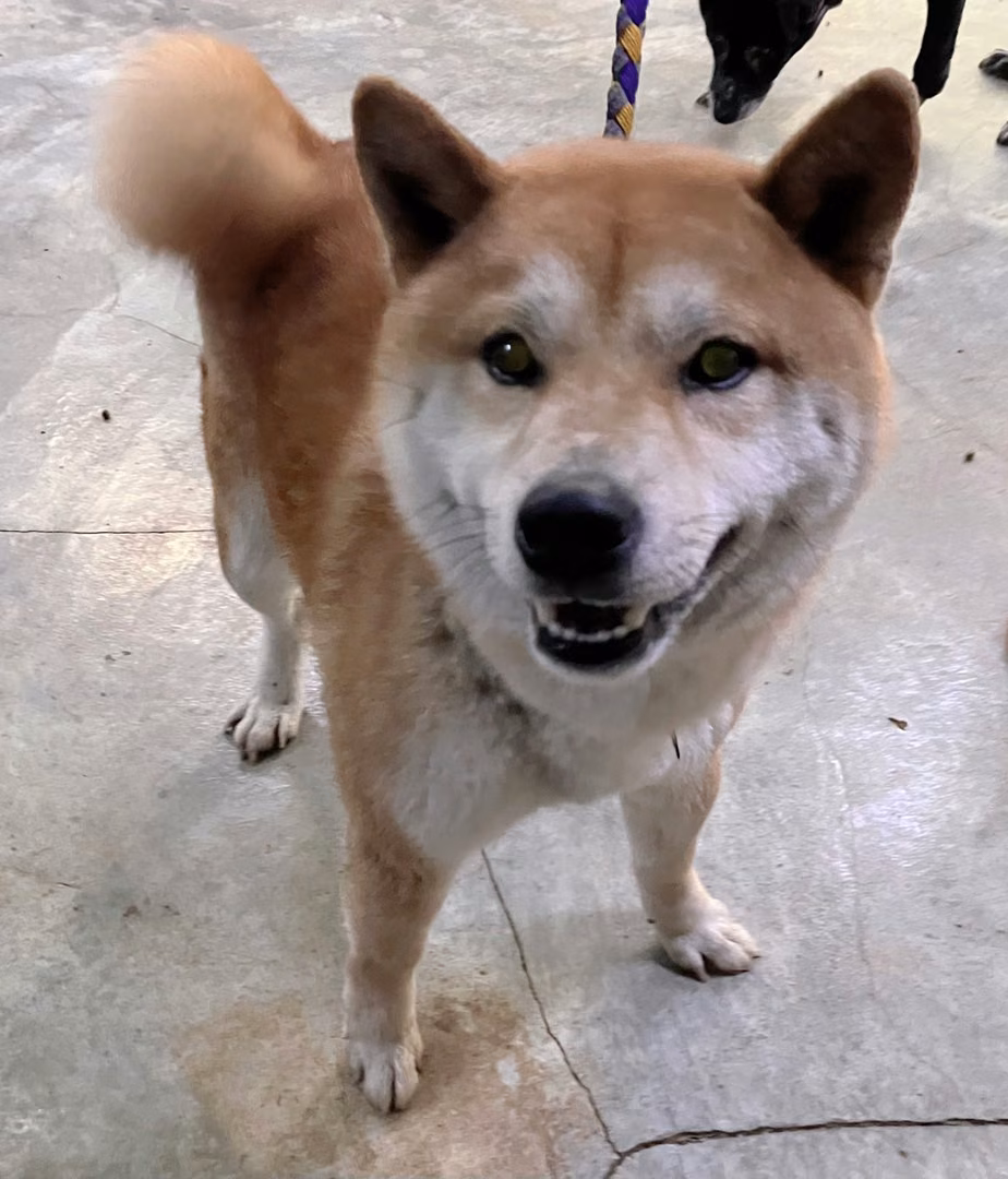 黄色成年公柴犬，小型, 收容编号 …5003