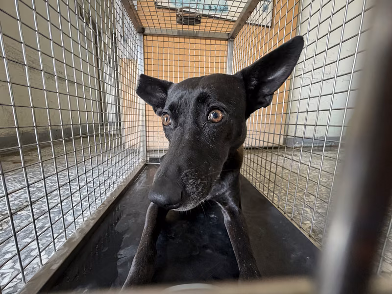 Black adult male mixed-breed dog, Large, shelter no. …25-1