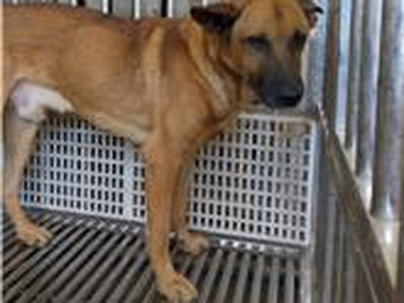 Tan adult male mixed-breed dog, Large, shelter no. …5019