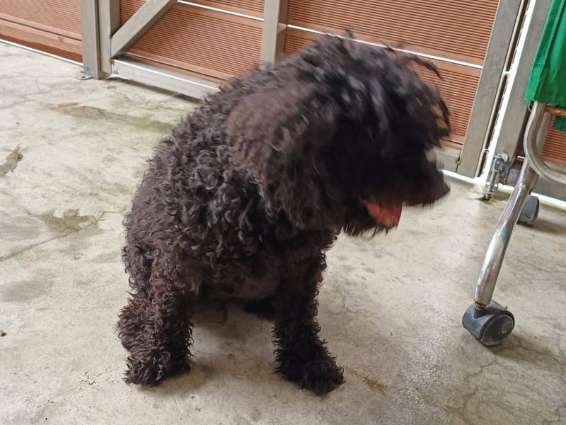 黑色成年公玩具貴賓犬，小型, 收容编号 …1001