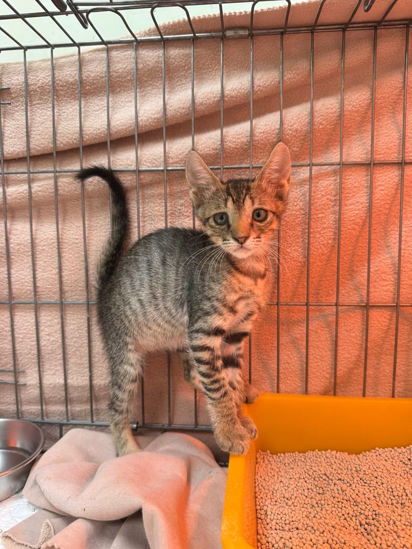 Tabby young female mixed-breed cat, Small, shelter no. …3003