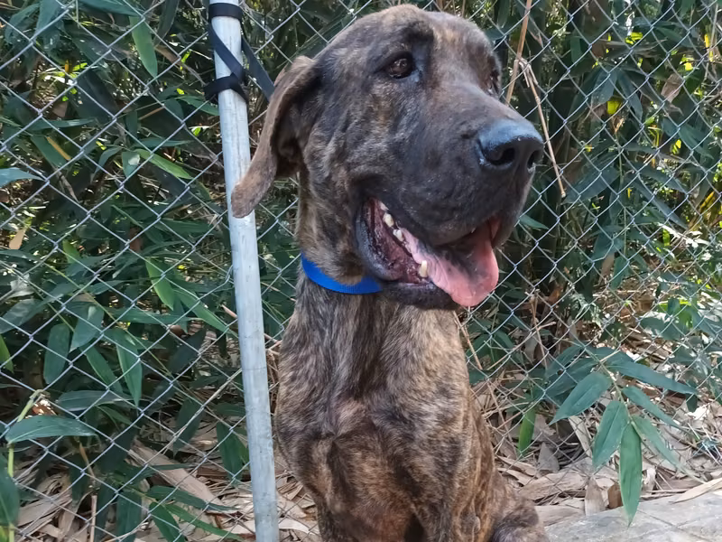 Tabby adult female mixed-breed dog, Large, shelter no. …3001