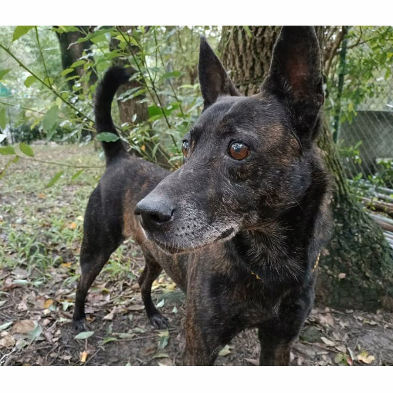 Black tabby adult male mixed-breed dog, Medium, shelter no. …2206