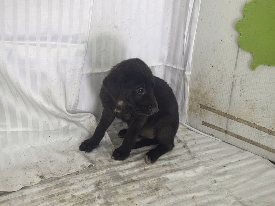 Black young male mixed-breed dog, Small, shelter no. …2912