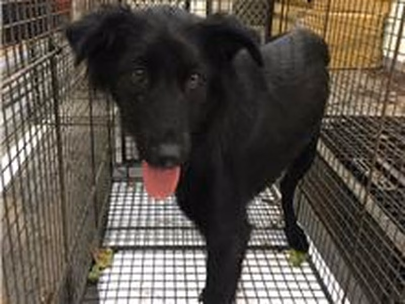 Black adult female mixed-breed dog, Medium, shelter no. …3D01