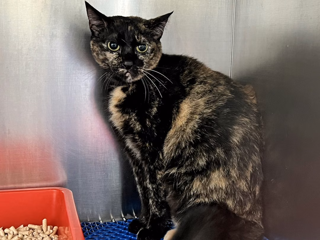 Adult female mixed-breed cat, Medium, shelter no. …3002