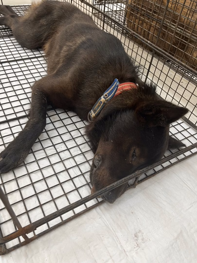 Black adult male mixed-breed dog, Small, shelter no. …3D01
