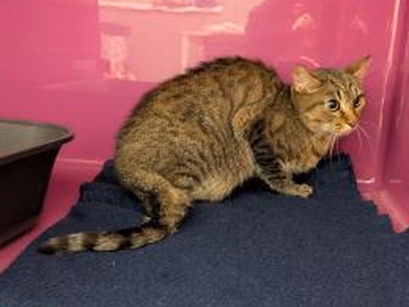 Brown tabby adult female European Shorthair, shelter no. …4387