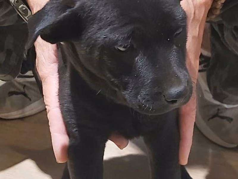 Black young female mixed-breed dog, Small, shelter no. …8005