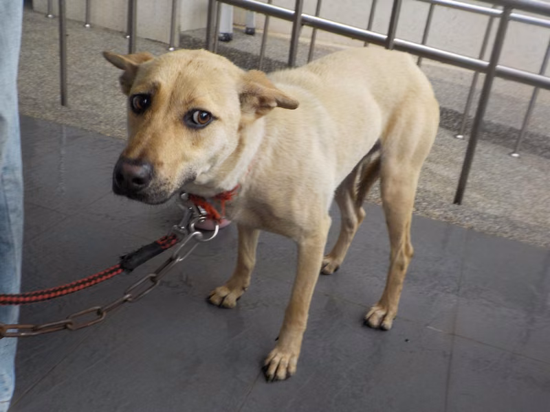 Tan adult female mixed-breed dog, Medium, shelter no. …4890
