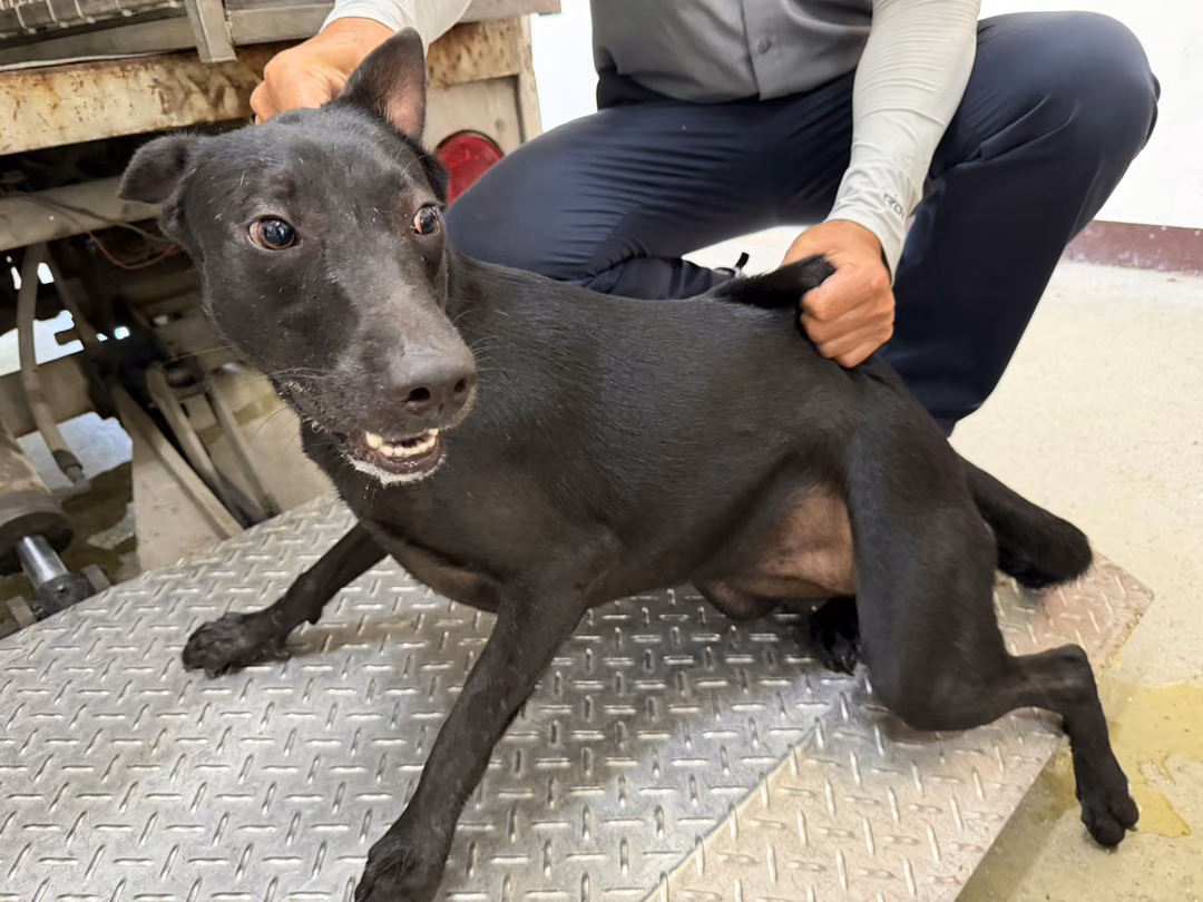 Black adult female mixed-breed dog, Medium, shelter no. …6004