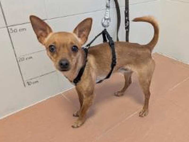 Brown young male German Pinscher, shelter no. …3987