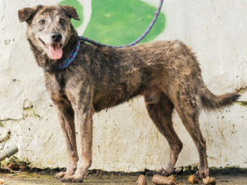 Black-and-gray adult male mixed-breed dog, Medium, shelter no. …2003