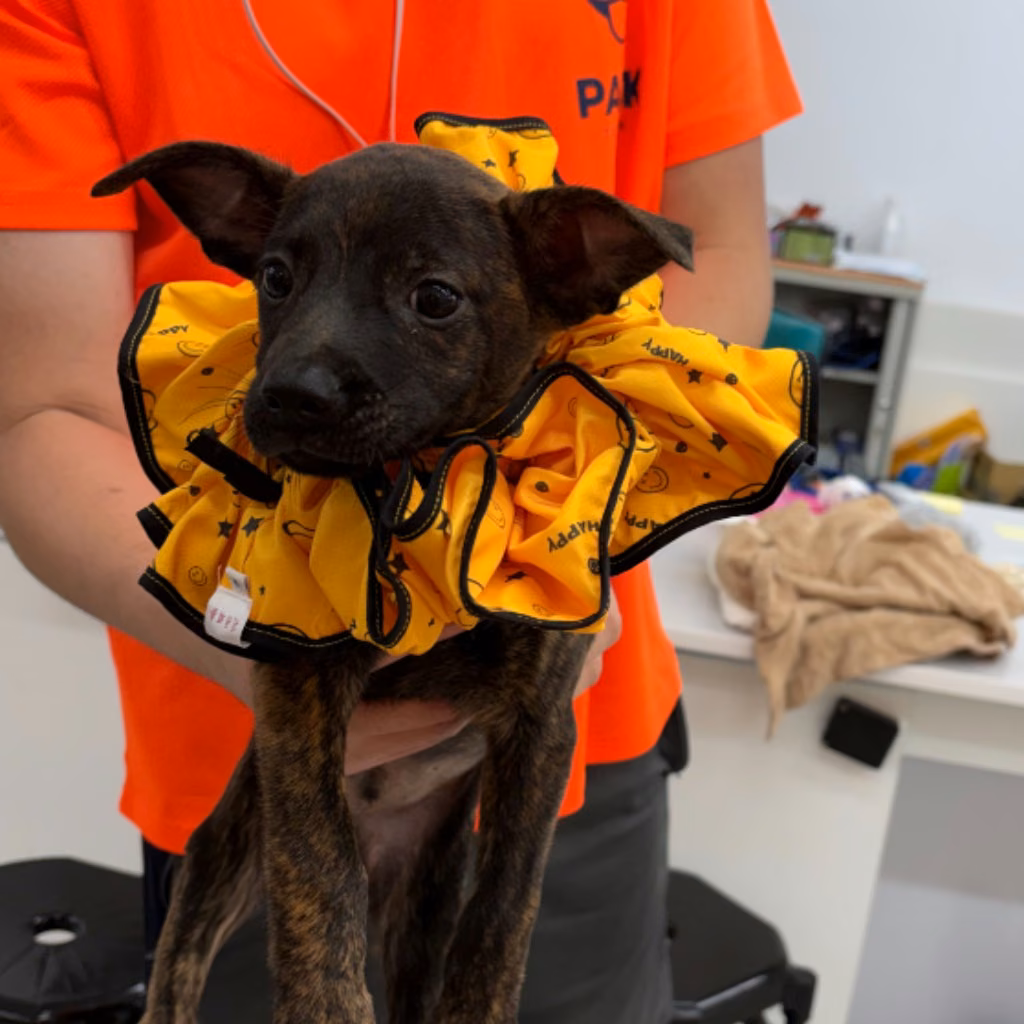 Tabby young male mixed-breed dog, Small, shelter no. …5001