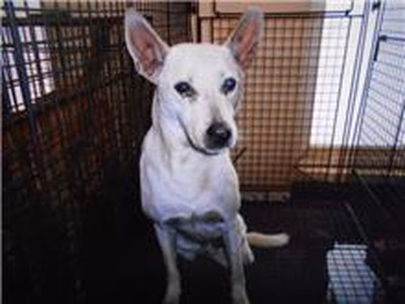 White adult male mixed-breed dog, Medium, shelter no. …1001