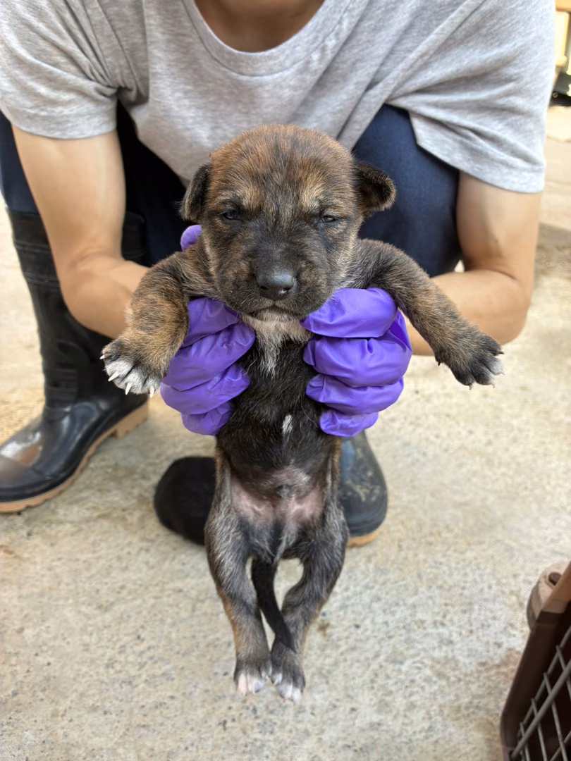 Tabby young male mixed-breed dog, Small, shelter no. …6015