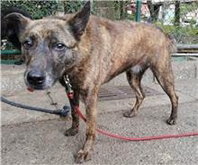 Tabby young male mixed-breed dog, Small, shelter no. …0201