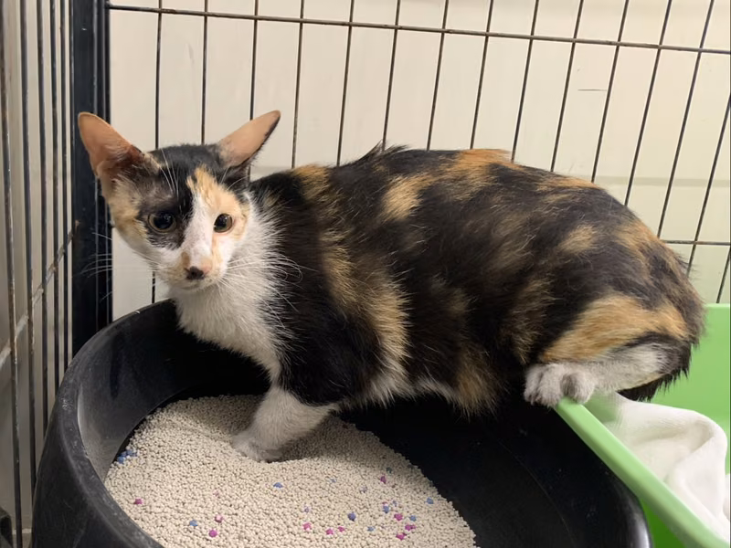 Calico adult female mixed-breed cat, Medium, shelter no. …0402