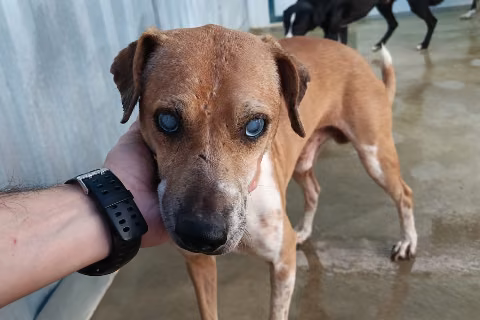 Bodiano, Adult · Male · Mixed breed