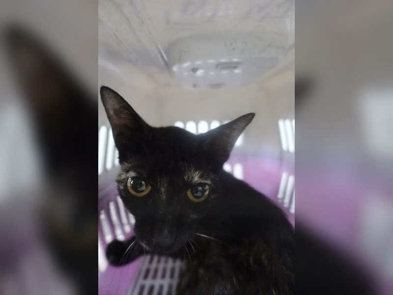 Chat croisé adulte, Grand, refuge n° …1171
