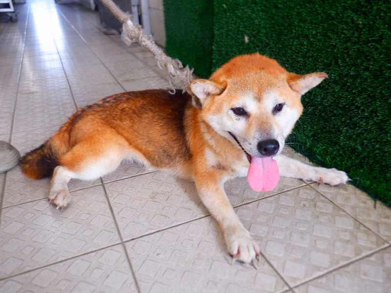 Tan adult female Shiba Inu, Medium, shelter no. …8704
