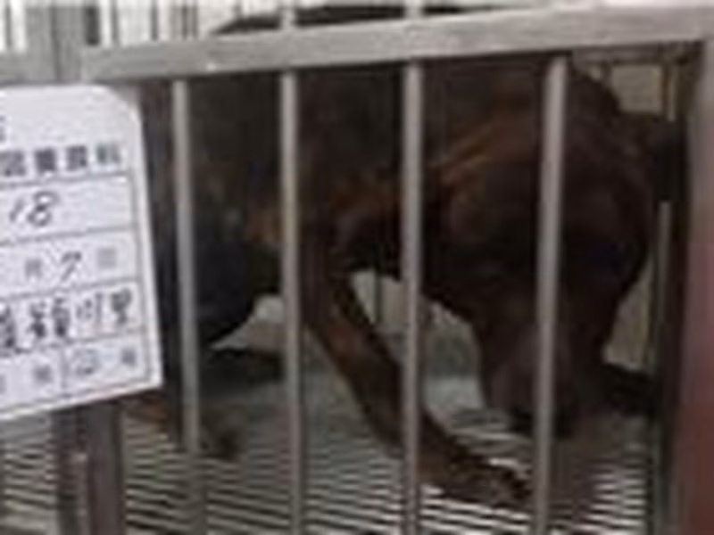 Black-and-tan adult male mixed-breed dog, Large, shelter no. …018D