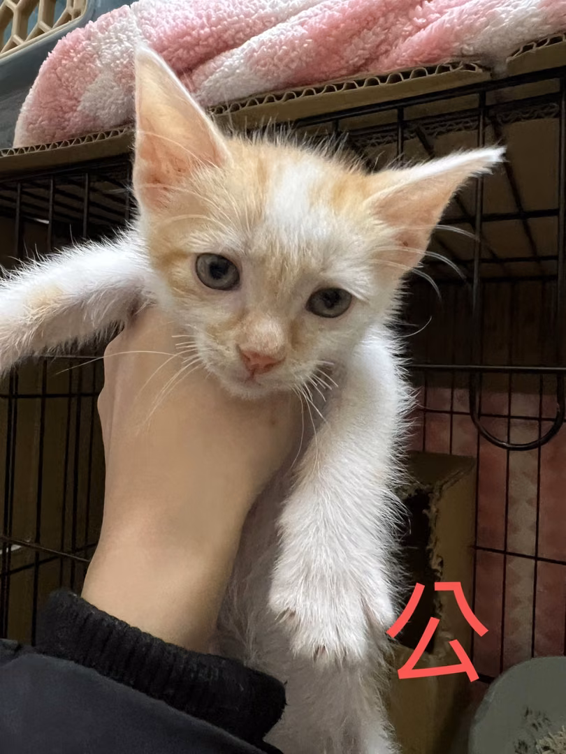 Orange-and-white young male mixed-breed cat, Small, shelter no. …6003