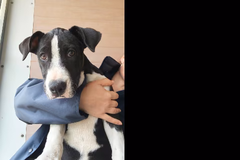 Cyndi Lauperri, Cachorro · Hembra · Mestizo