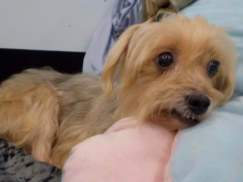 Tan adult female mixed-breed dog, Small, shelter no. …6609