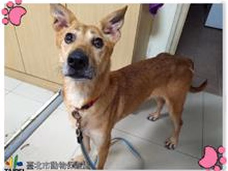 Brown adult female mixed-breed dog, Medium, shelter no. …2402