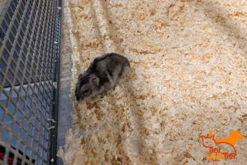 Gray-and-white young female Dschungarischer Zwerghamster, shelter no. …4426