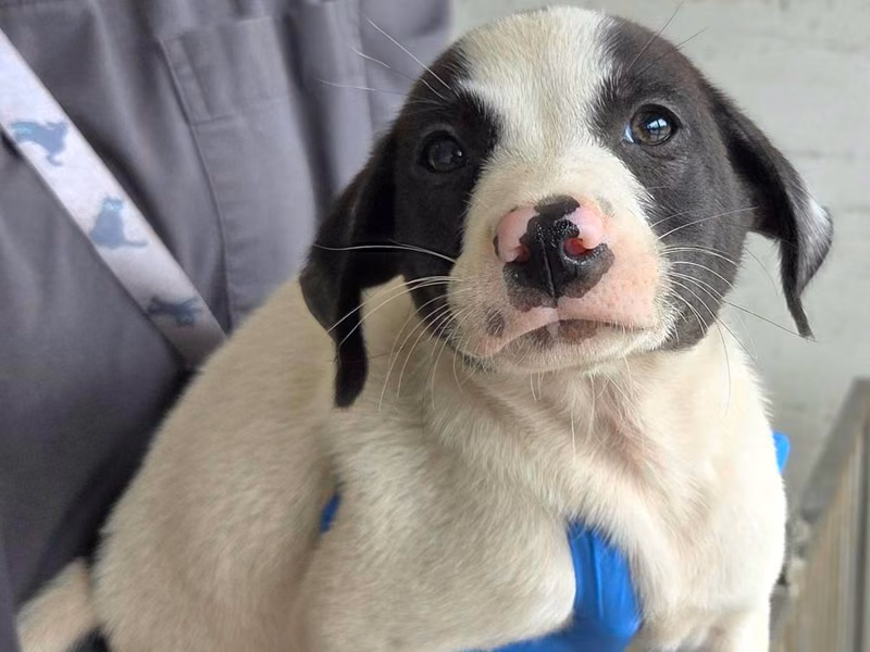 Black-and-white young male mixed-breed dog, Medium, shelter no. …8007