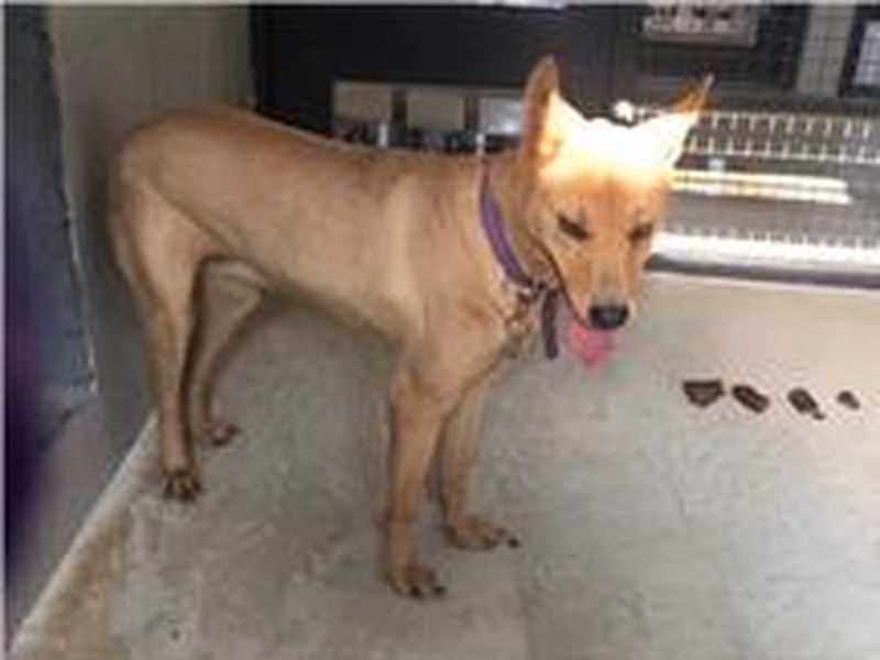 Brown-and-black adult female mixed-breed dog, Medium, shelter no. …4D01