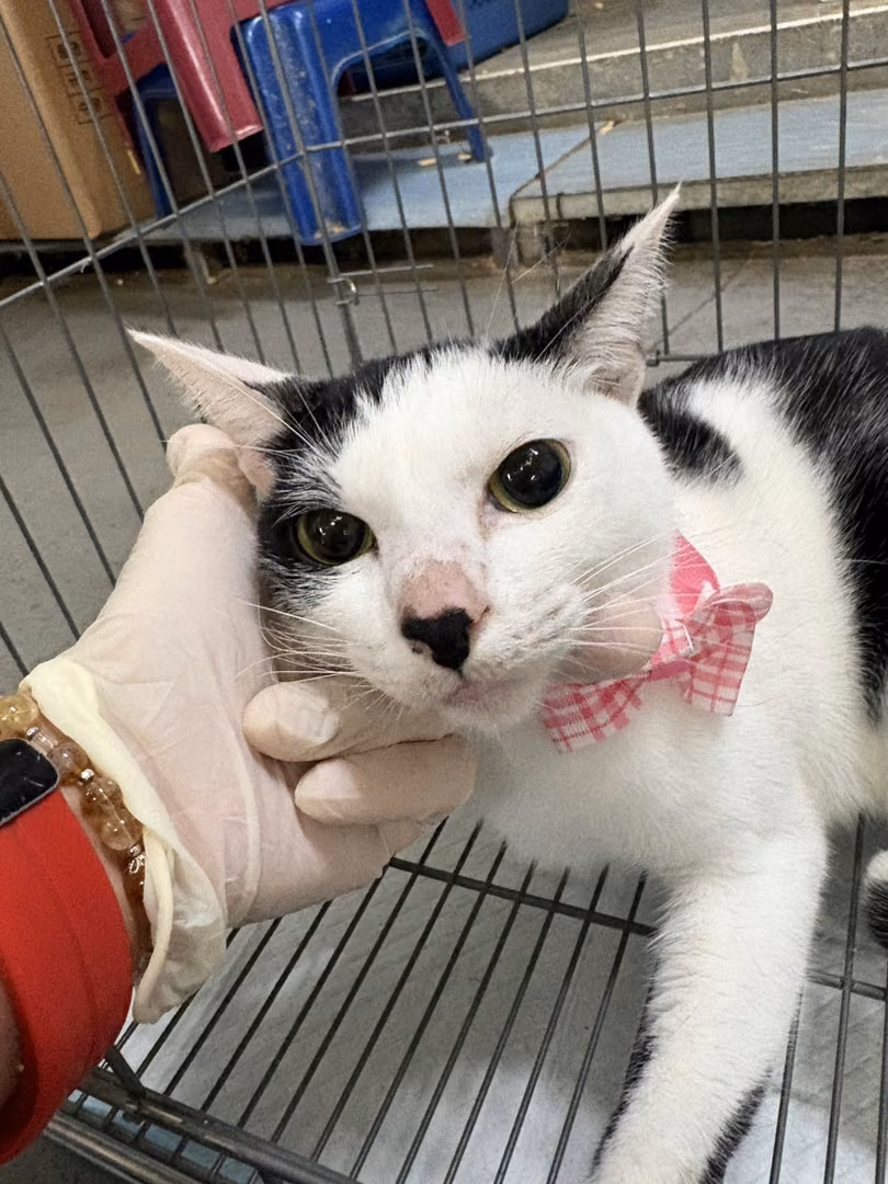 Black-and-white adult male mixed-breed cat, Medium, shelter no. …4001