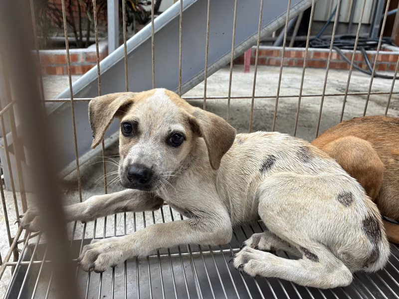 Tan-and-white young female mixed-breed dog, Small, shelter no. …4004