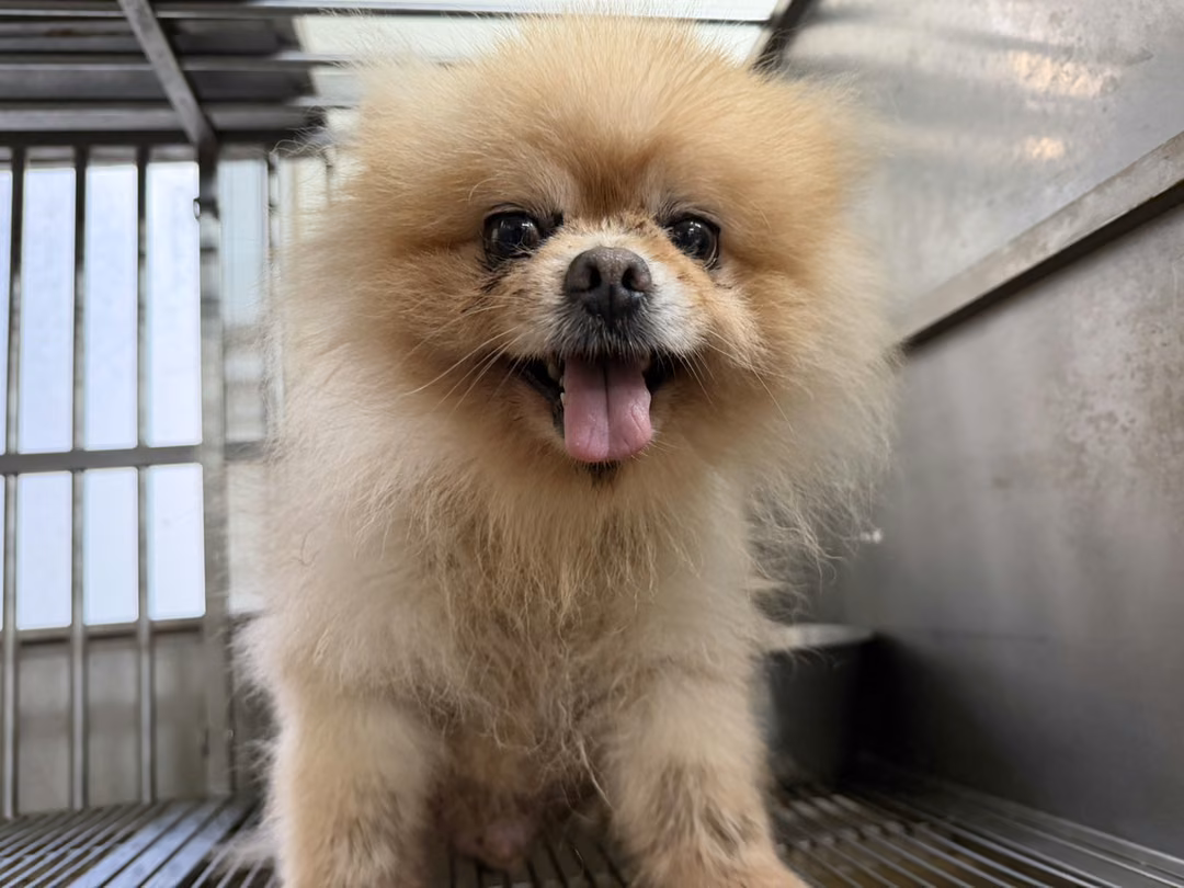 Tan adult male mixed-breed dog, Small, shelter no. …4001