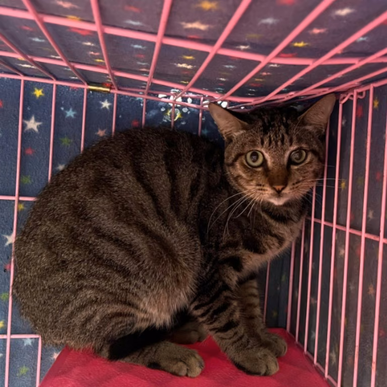 Tabby adult male mixed-breed cat, Medium, shelter no. …1603