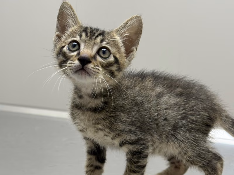 Tabby young male mixed-breed cat, Small, shelter no. …3009