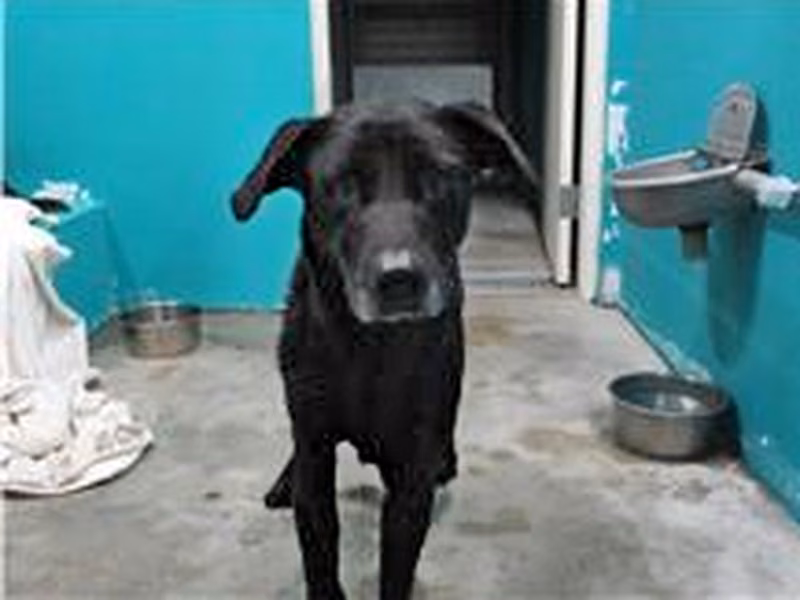 Black adult male mixed-breed dog, Medium, shelter no. …7001