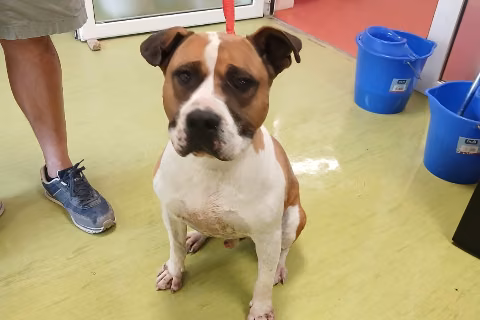 Jaimito, Adult · Male · Medium · American Staffordshire Terrier
