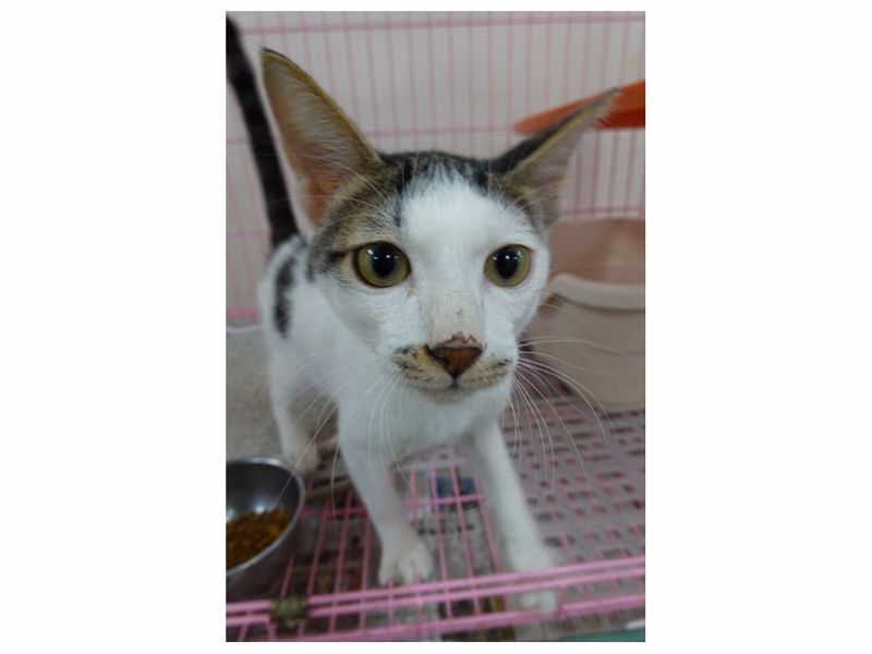 Gato mestizo macho joven (negro y blanco), Mediano, refugio n.º …4-01