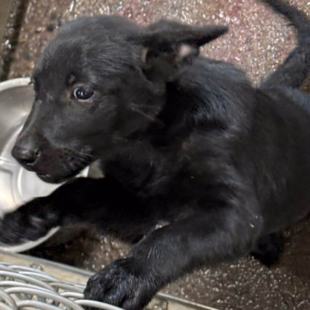 Black adult female mixed-breed dog, Medium, shelter no. …3013