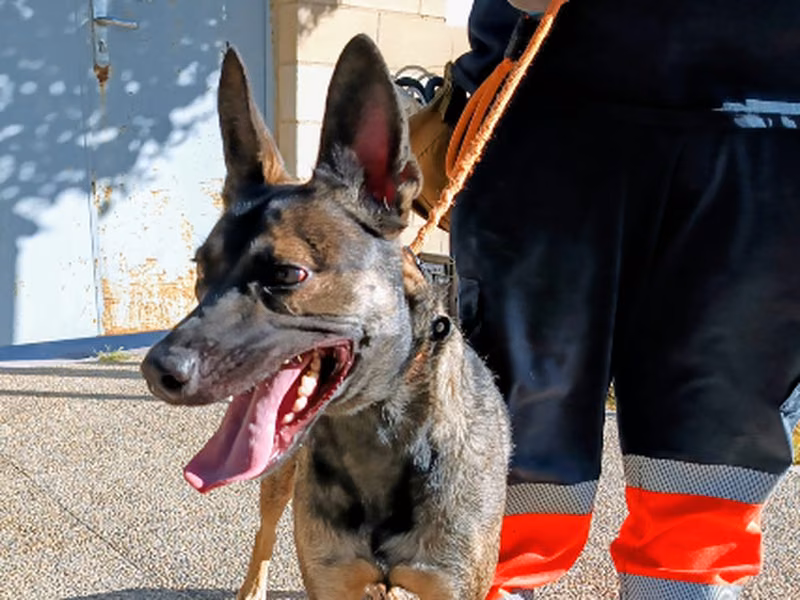 Wölfin, Young · Female · Medium · Mixed breed
