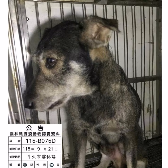 Black-and-gray adult male mixed-breed dog, Large, shelter no. …075D