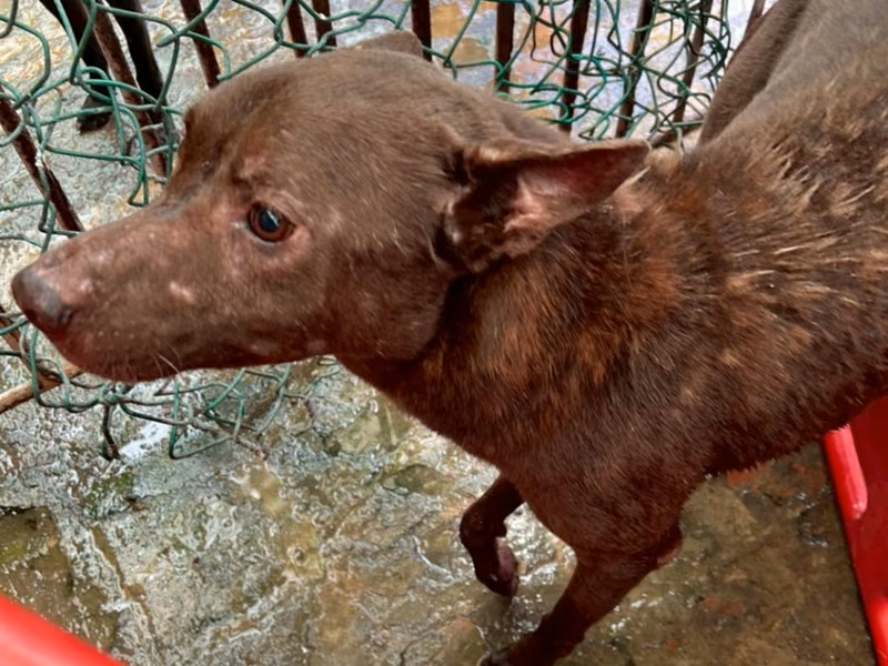 Brown adult male mixed-breed dog, Large, shelter no. …163D