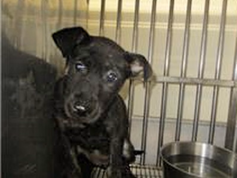 Black young female mixed-breed dog, Small, shelter no. …3006