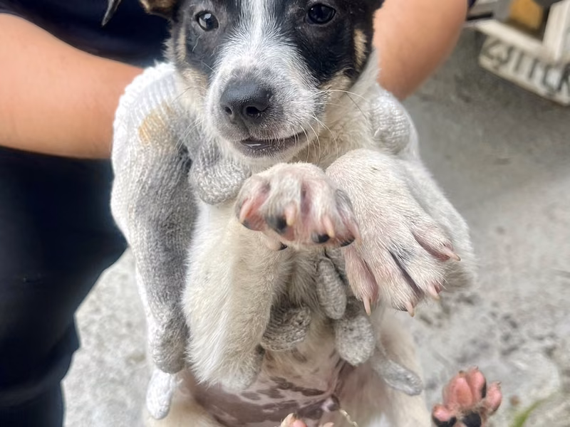 Black-and-white young male mixed-breed dog, Small, shelter no. …1019