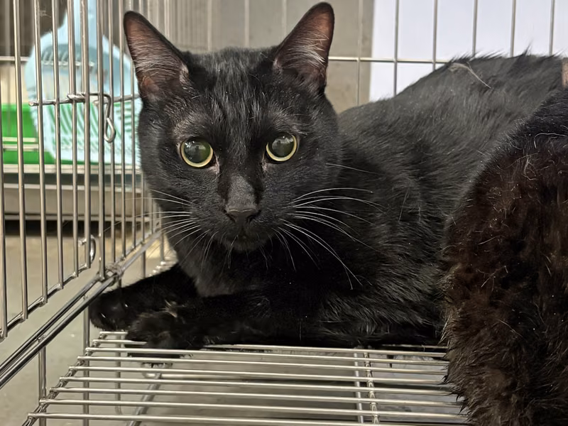 Black adult male mixed-breed cat, Medium, shelter no. …7001