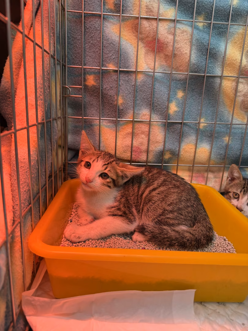 Tabby-and-white young male mixed-breed cat, Small, shelter no. …7011